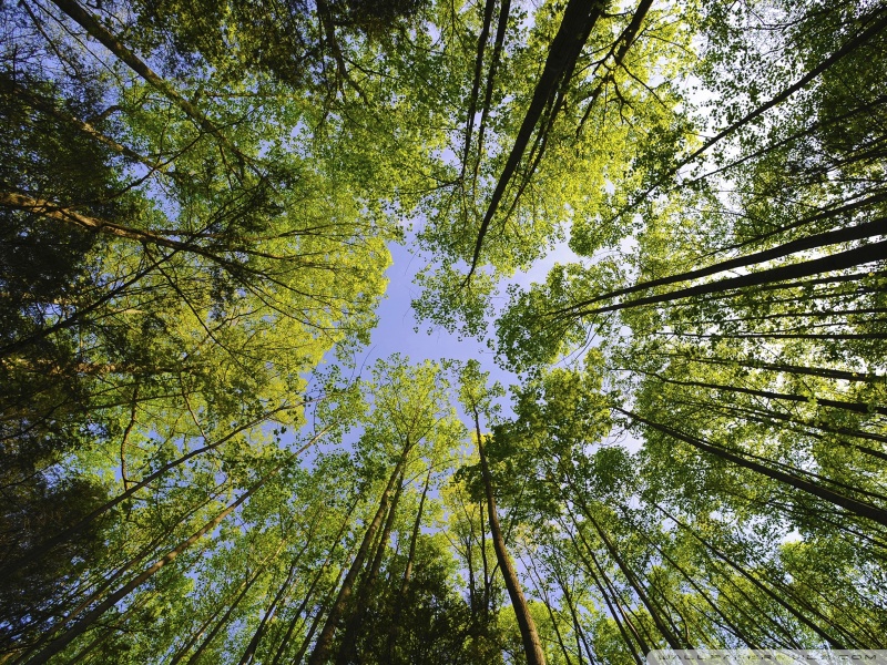Erdőrehabilitációt végez a Hortobágyi Nemzeti Parkban a Jánosik Kft.